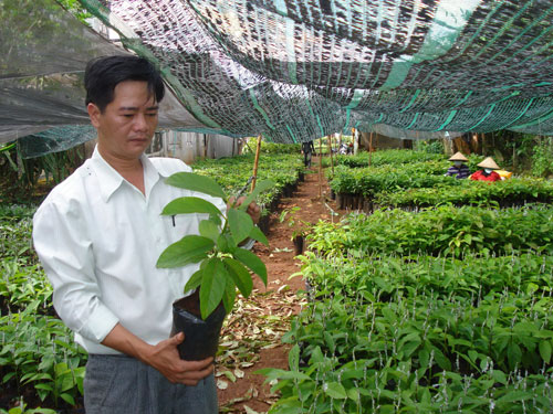 Lam giay phep kinh doanh cây giống lâm nghiệp
